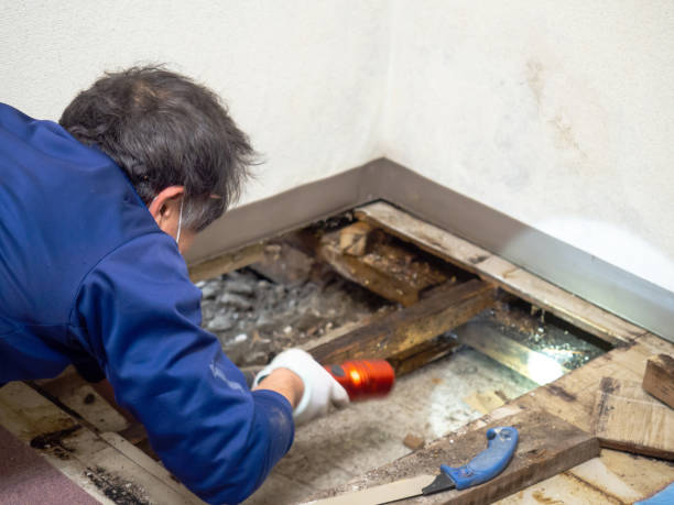 Professional Mold Removal in Demorest, GA