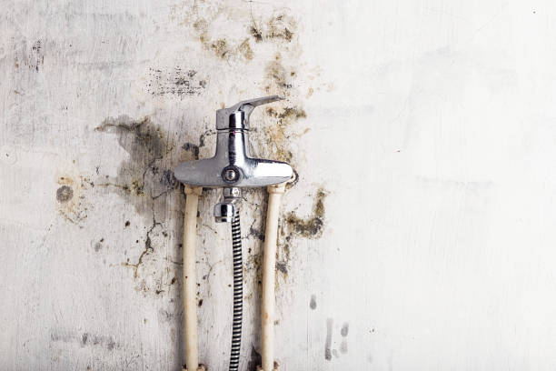 Best Mold Cleaning Services  in Demorest, GA