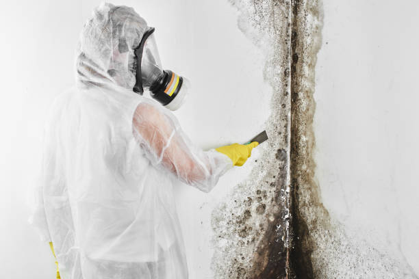 Best Mold Testing  in Demorest, GA