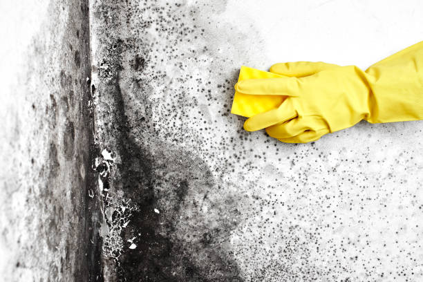 Best Same-Day Mold Removal  in Demorest, GA