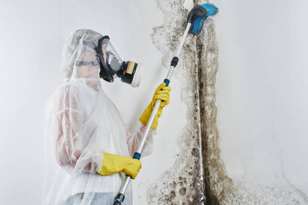 Best Black Mold Removal  in Demorest, GA