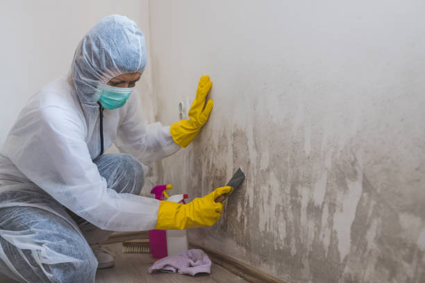 Best Mold Damage Repair  in Demorest, GA